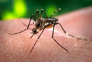 Zanzara Virus Zika