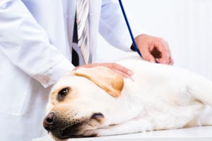 FAD-Veterinario-cane-ECM-veterinari-crediti ecm per veterinari