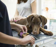 Urgenza e terapia intesiva cane e gatto (300 × 250 px)